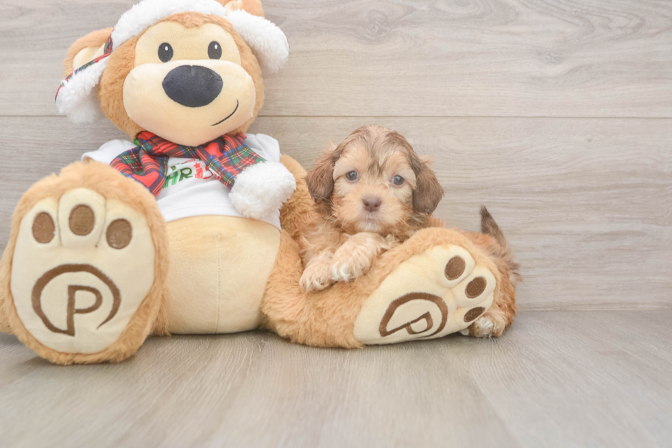 Fluffy Shih Poo Poodle Mix Pup