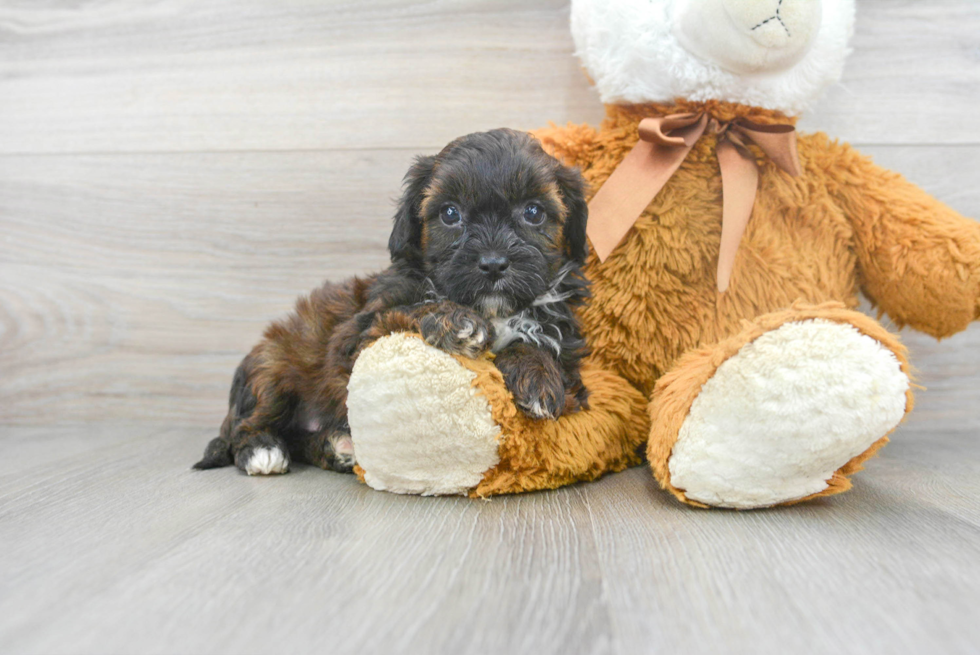 Energetic Shih Poo Poodle Mix Puppy