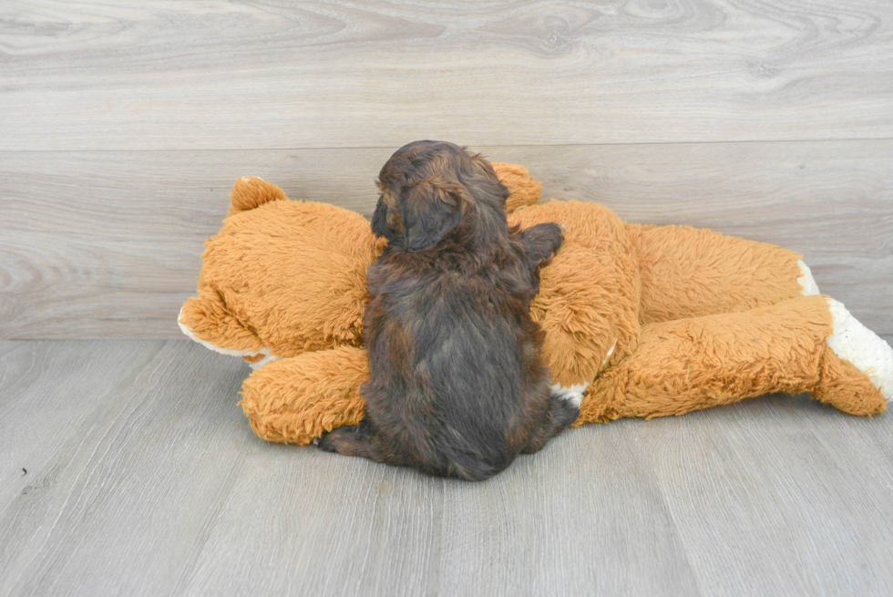 Fluffy Shih Poo Poodle Mix Pup