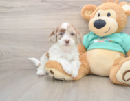 7 week old Shih Poo Puppy For Sale - Premier Pups