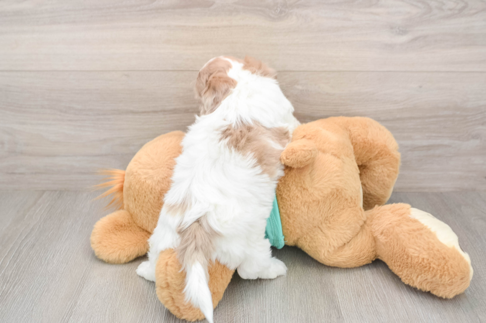 Friendly Shih Poo Baby