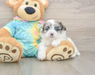 7 week old Shih Poo Puppy For Sale - Premier Pups