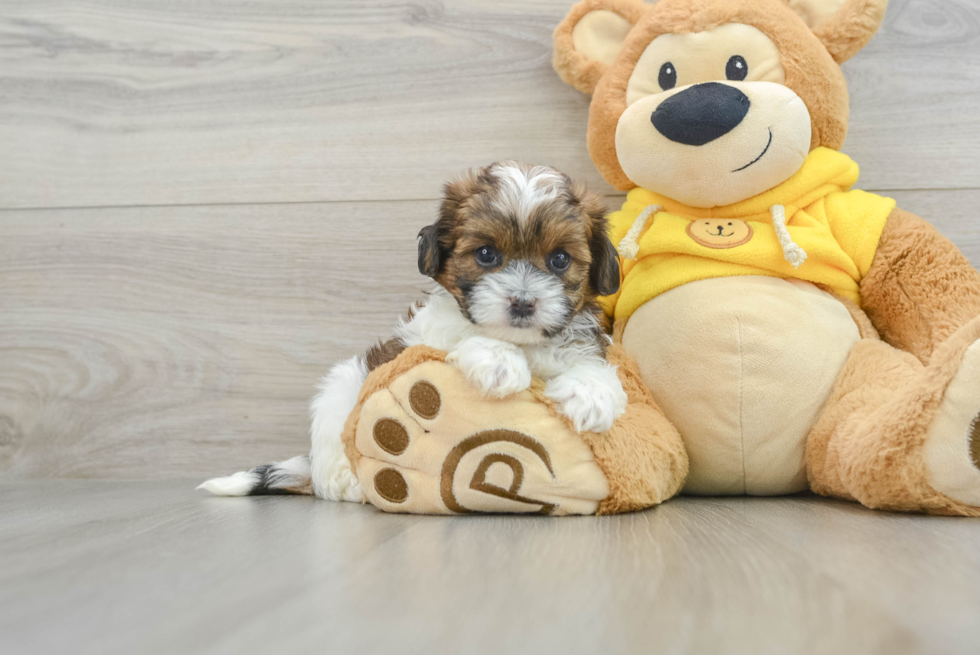 Shih Poo Pup Being Cute