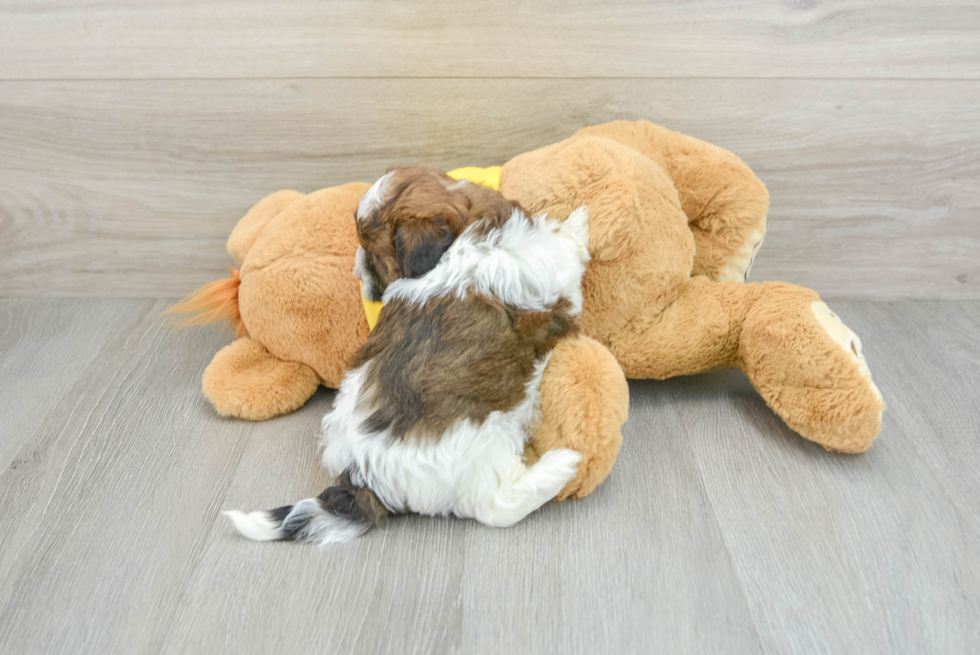 Best Shih Poo Baby