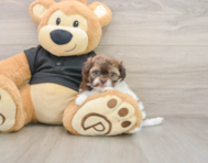 7 week old Shih Poo Puppy For Sale - Premier Pups