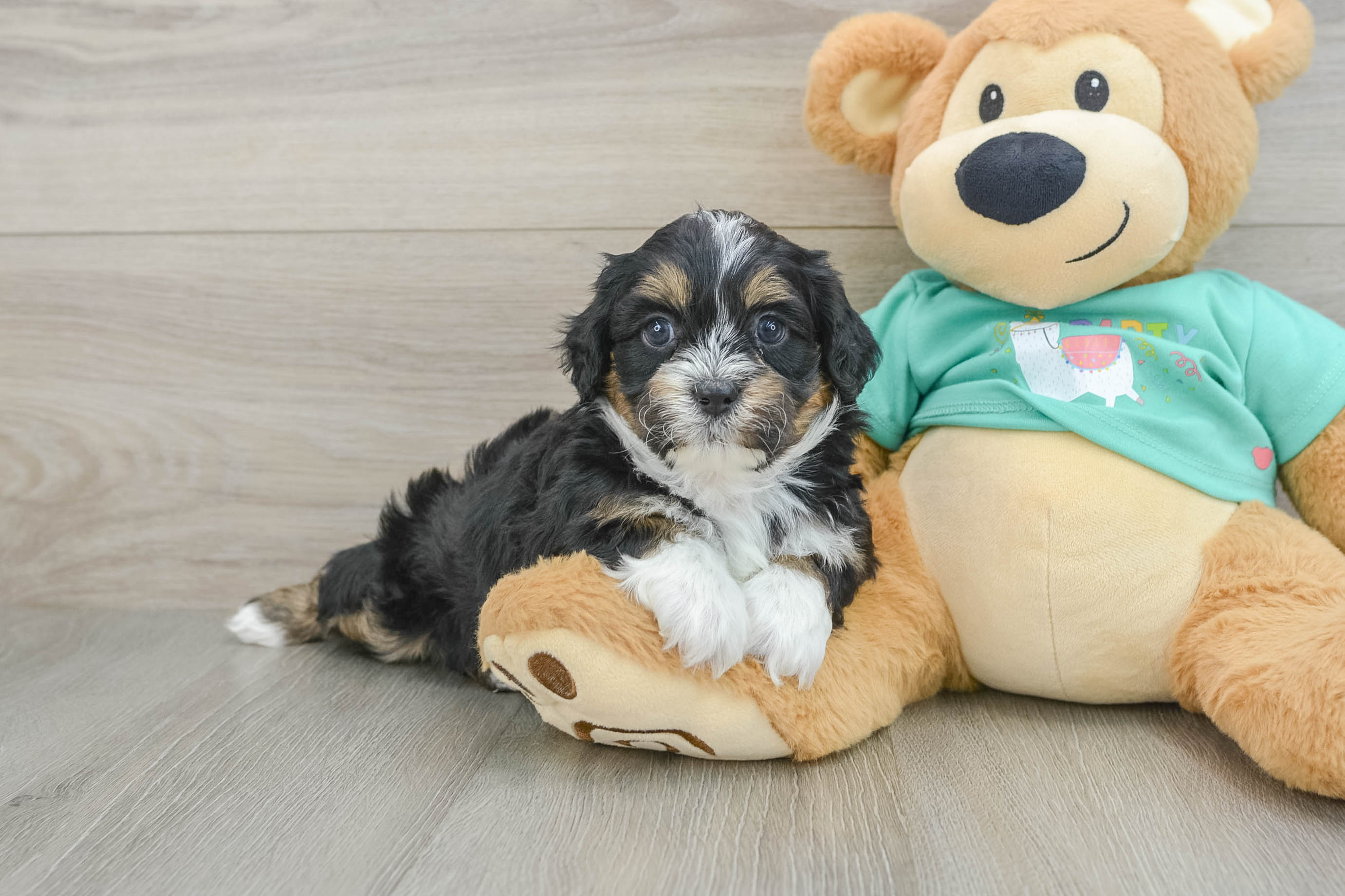Sweet Shih Poo Baby