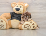 7 week old Shih Poo Puppy For Sale - Premier Pups