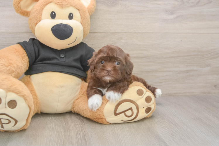Petite Shih Poo Poodle Mix Pup