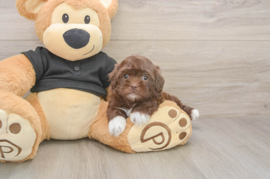 Petite Shih Poo Poodle Mix Pup