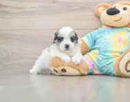 7 week old Shih Poo Puppy For Sale - Premier Pups
