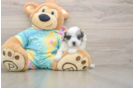 Best Shih Poo Baby