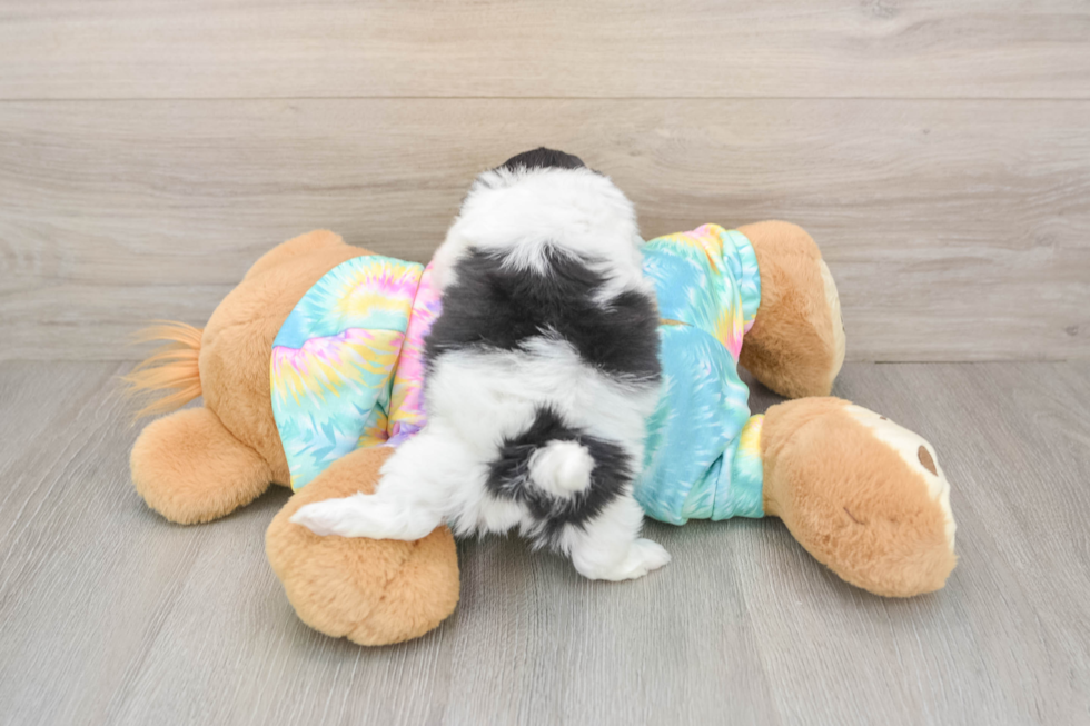 Best Shih Poo Baby
