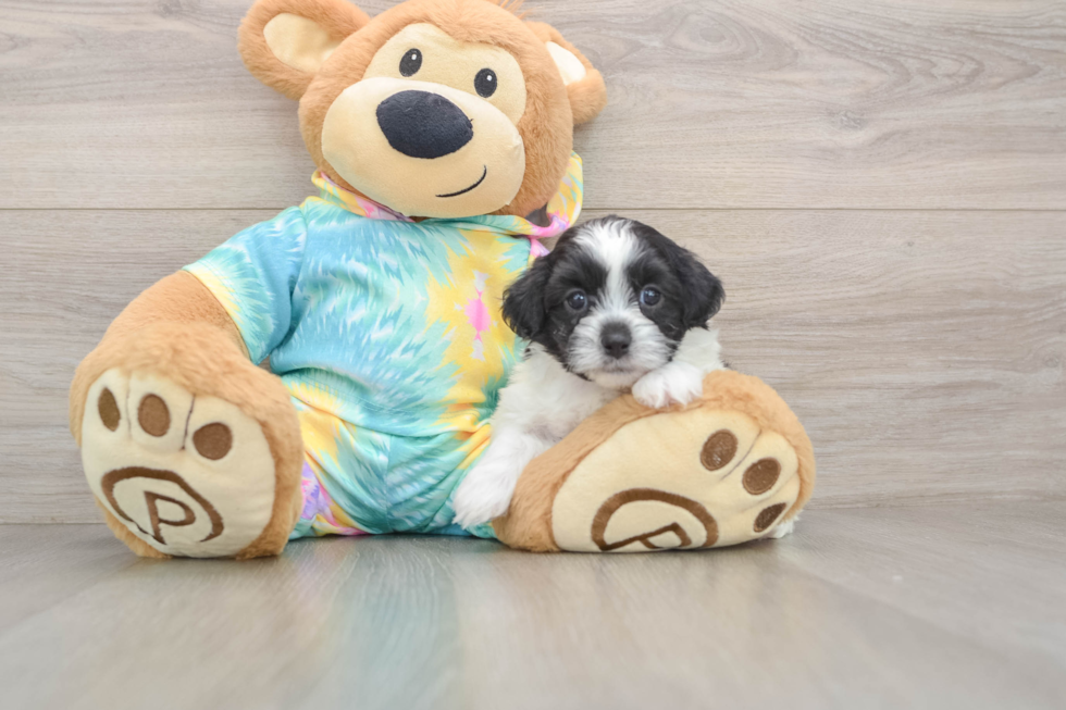Best Shih Poo Baby