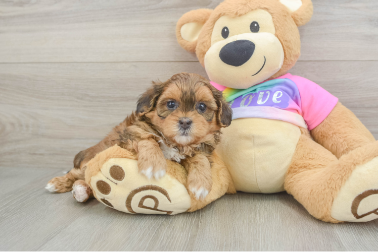 Little Shih Poo Poodle Mix Puppy