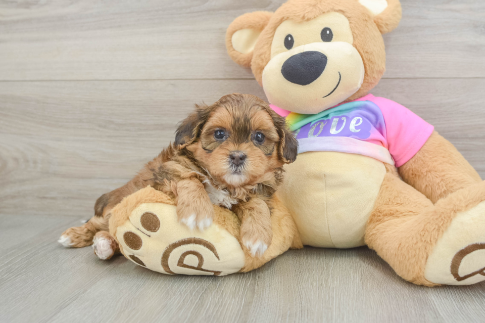 Little Shih Poo Poodle Mix Puppy