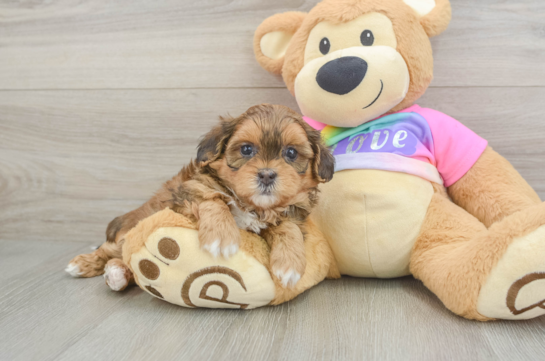 Little Shih Poo Poodle Mix Puppy