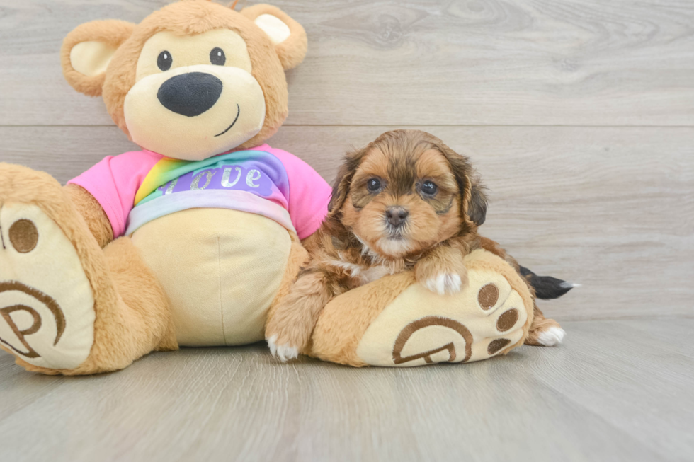 Shih Poo Pup Being Cute