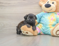7 week old Shih Poo Puppy For Sale - Premier Pups