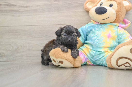 Cute Shih Poo Baby