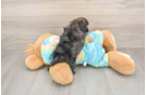 Best Shih Poo Baby
