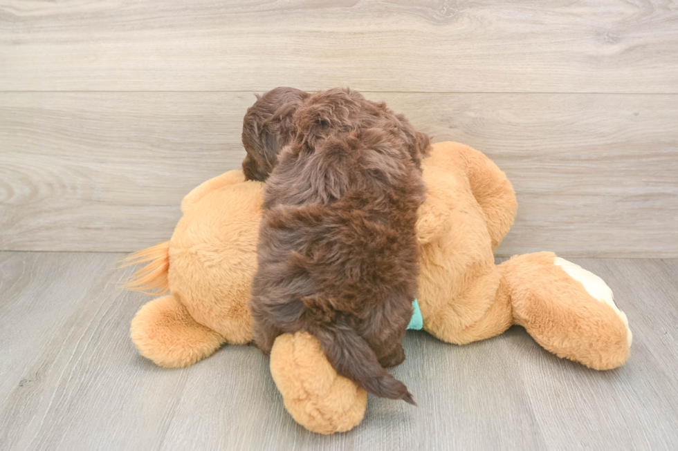 Energetic Shihpoo Poodle Mix Puppy