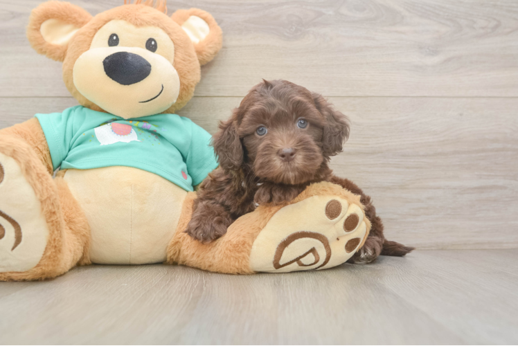 Shih Poo Puppy for Adoption