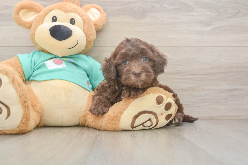 Shih Poo Puppy for Adoption