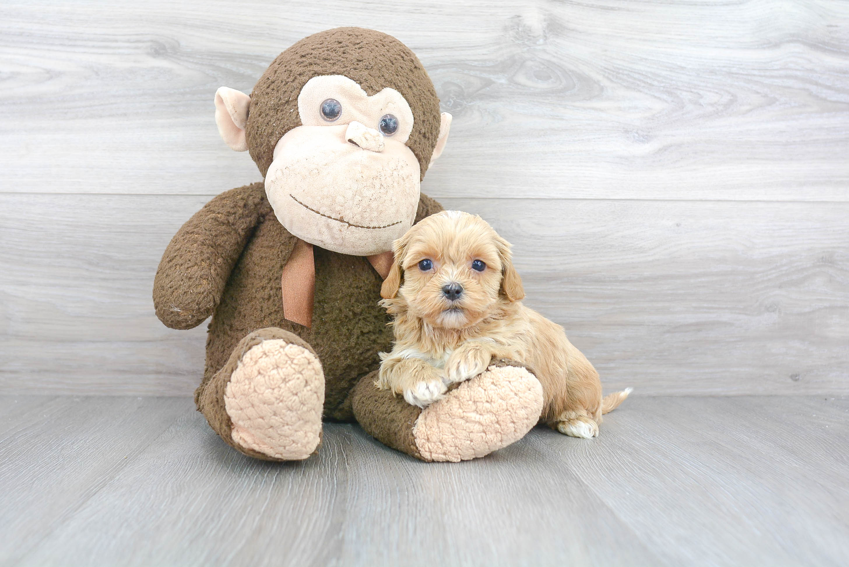 Cute Shih Poo Baby