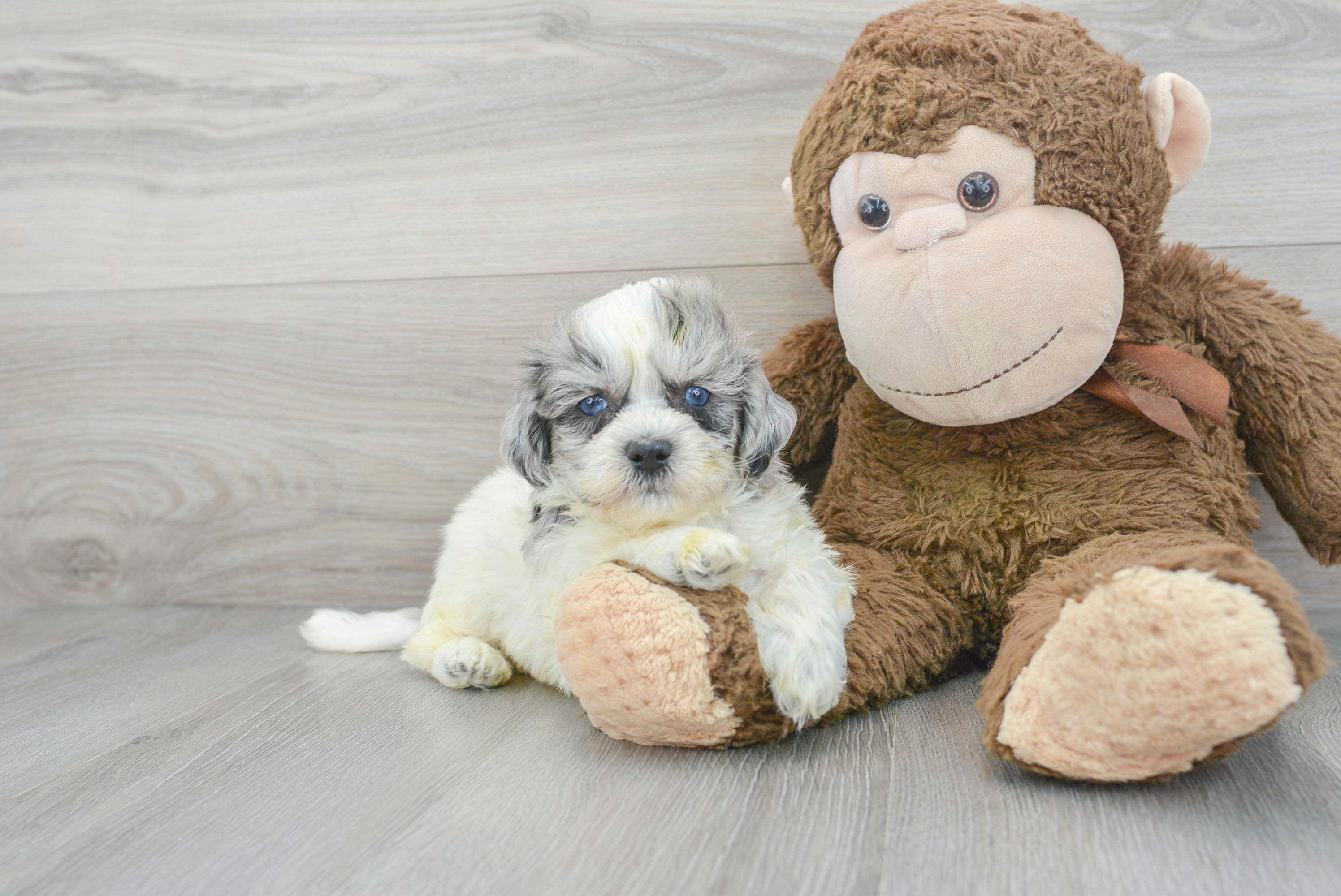 Petite Shih Poo Poodle Mix Pup