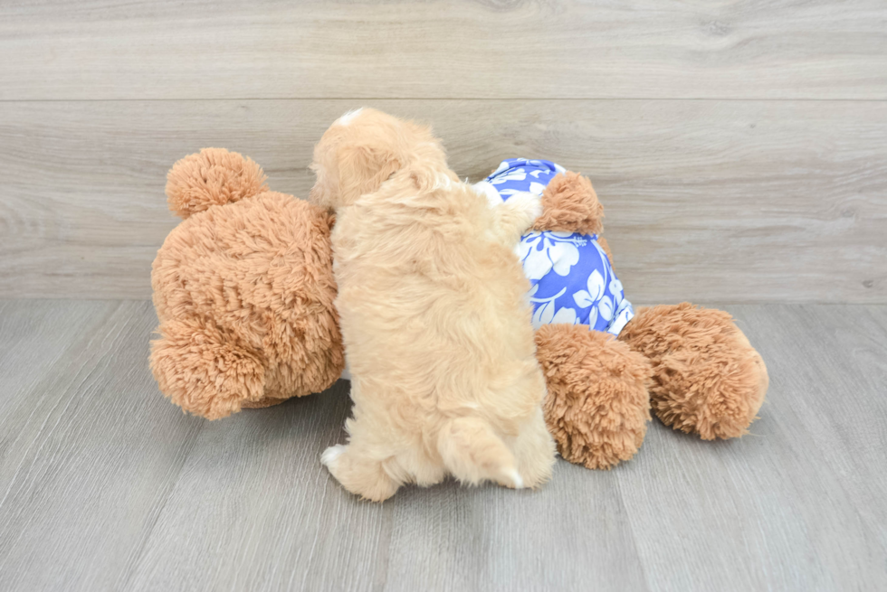 Shih Poo Puppy for Adoption