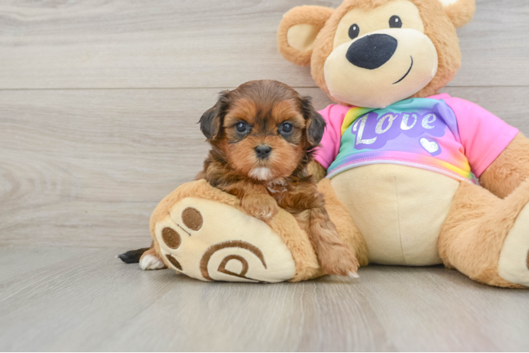 Fluffy Shih Poo Poodle Mix Pup
