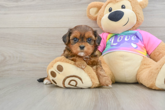 Fluffy Shih Poo Poodle Mix Pup