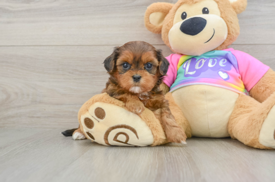 Fluffy Shih Poo Poodle Mix Pup