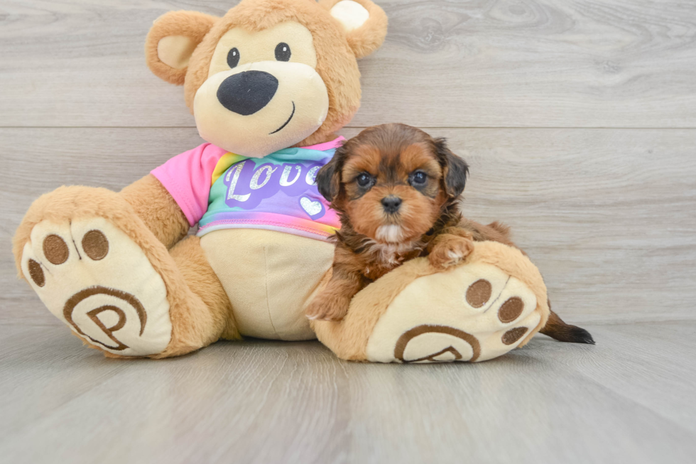 Funny Shih Poo Poodle Mix Pup