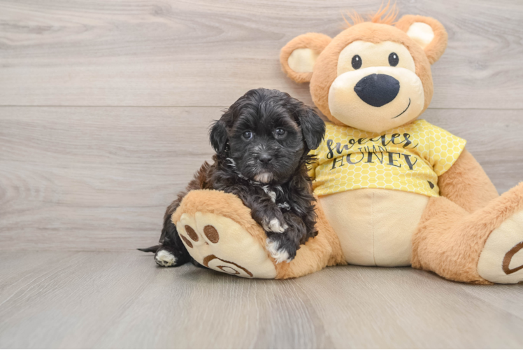 Smart Shih Poo Poodle Mix Pup