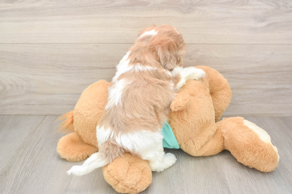 Adorable Shihpoo Poodle Mix Puppy