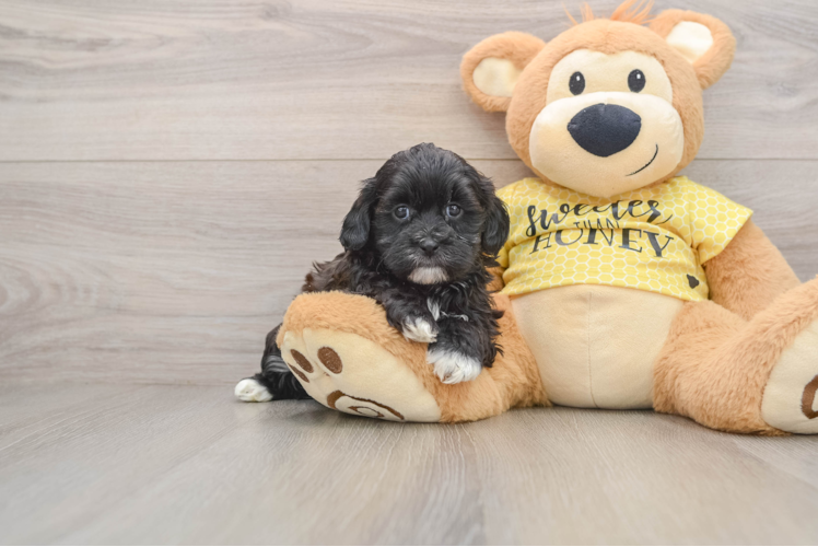 Little Shihpoo Poodle Mix Puppy