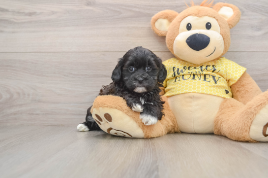 Little Shihpoo Poodle Mix Puppy