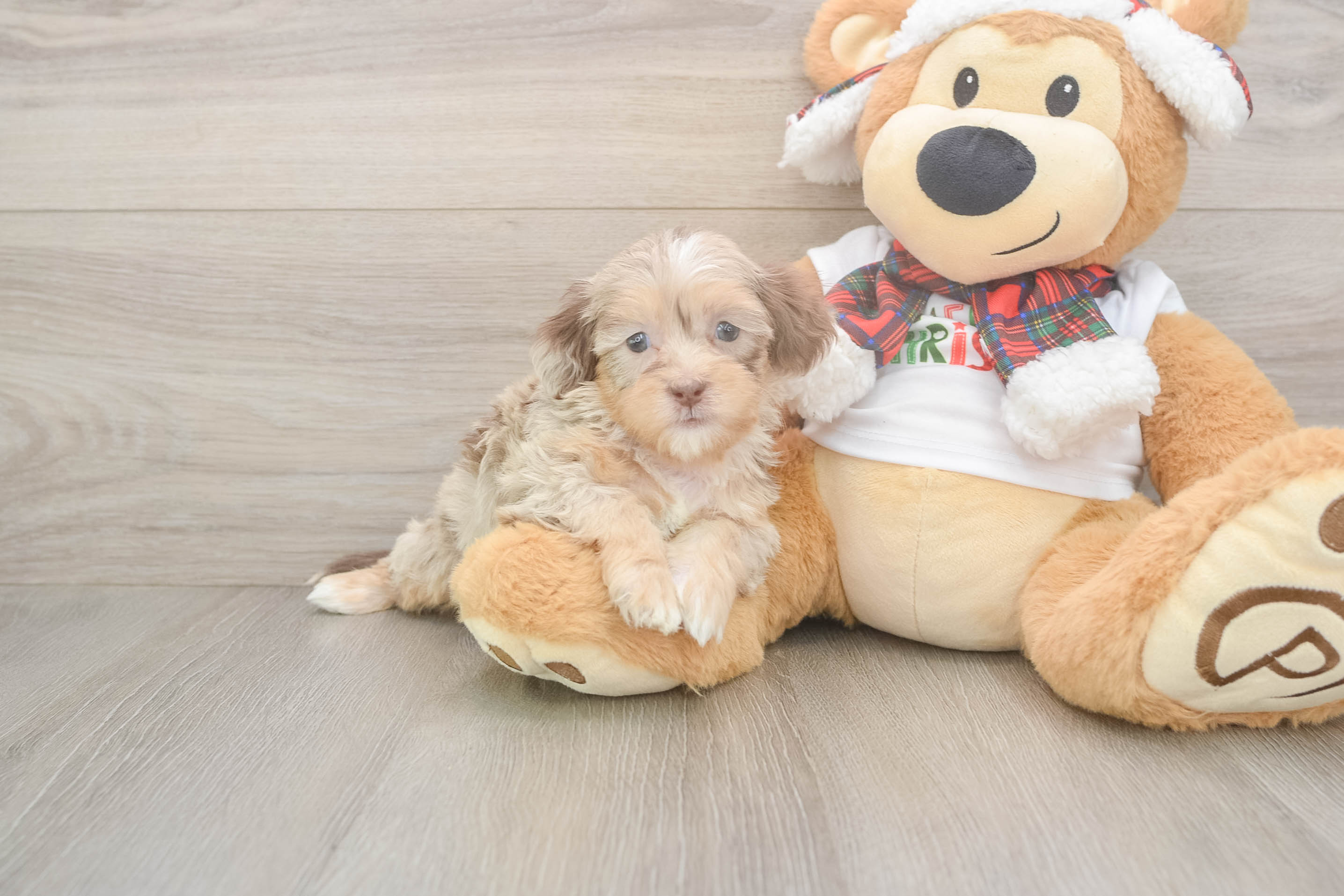 Cute Shih Poo Baby