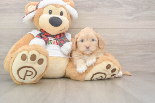 Shih Poo Pup Being Cute