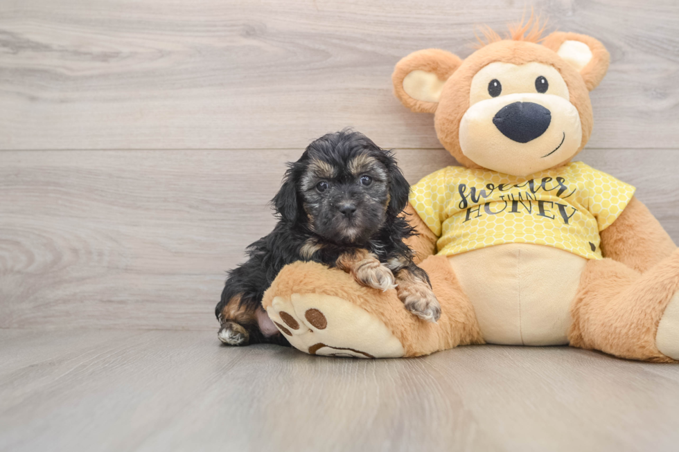 Shih Poo Pup Being Cute
