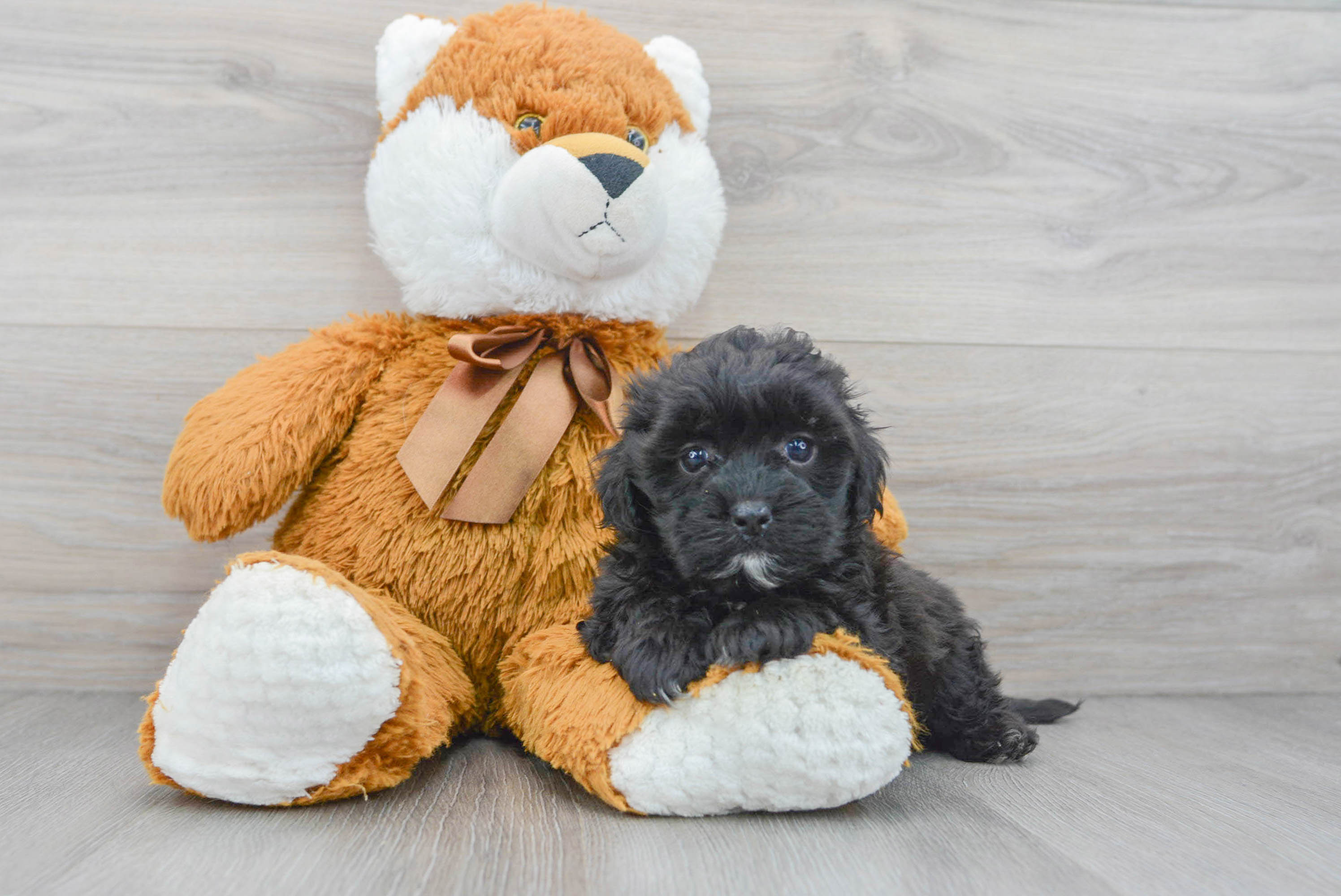 Small Shih Poo Baby