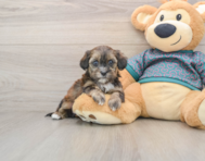 10 week old Shih Poo Puppy For Sale - Premier Pups