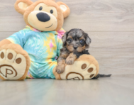 6 week old Shih Poo Puppy For Sale - Premier Pups