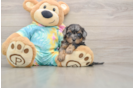 Smart Shih Poo Poodle Mix Pup