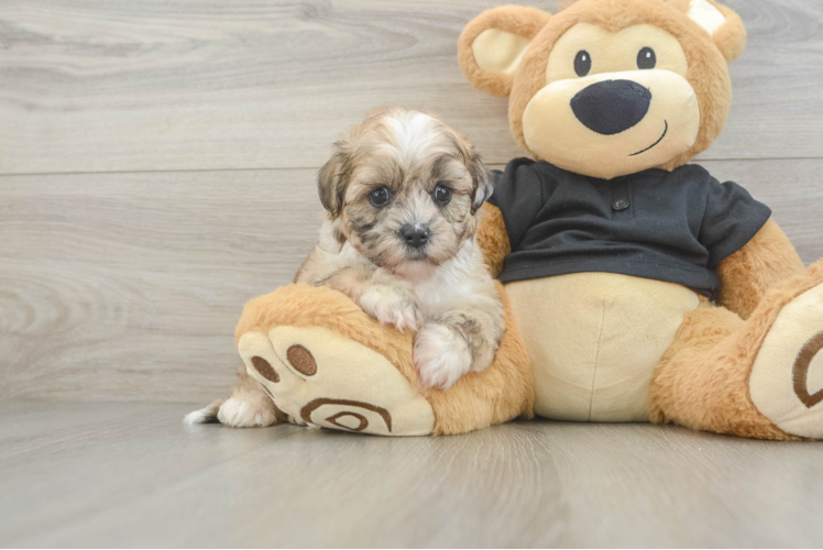 Petite Shih Poo Poodle Mix Pup