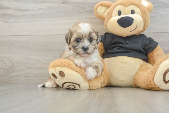 Petite Shih Poo Poodle Mix Pup