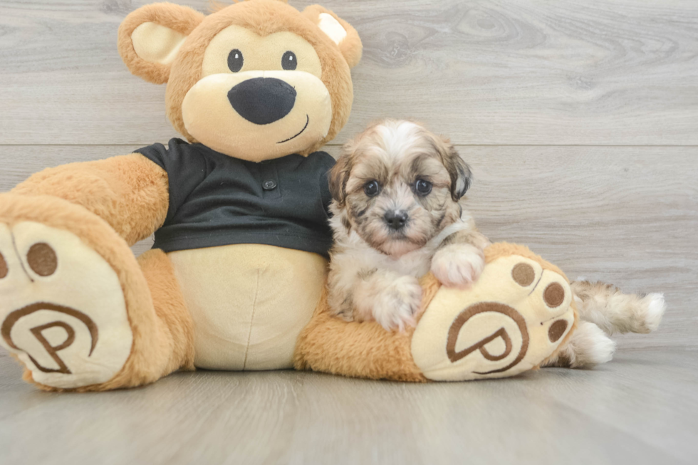 Shih Poo Pup Being Cute