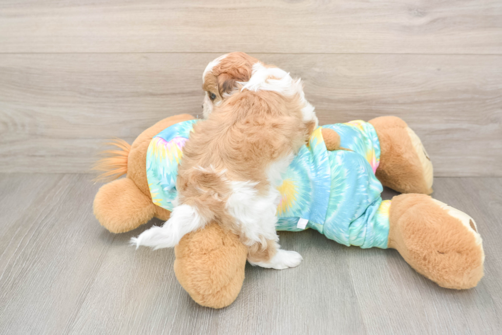 Best Shih Poo Baby