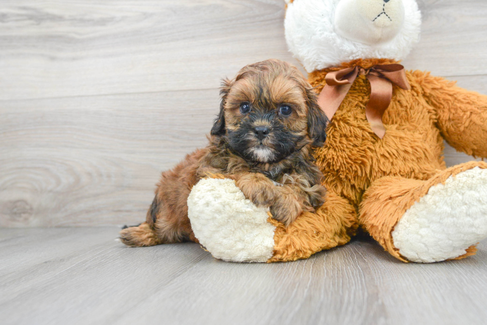 Shih Poo Pup Being Cute